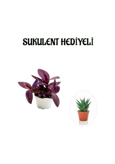 Hediyelik Mor Telgraf- Kara Sevda Çiçeği Sevgililer Gününe Özel Sukulent Hediyeli