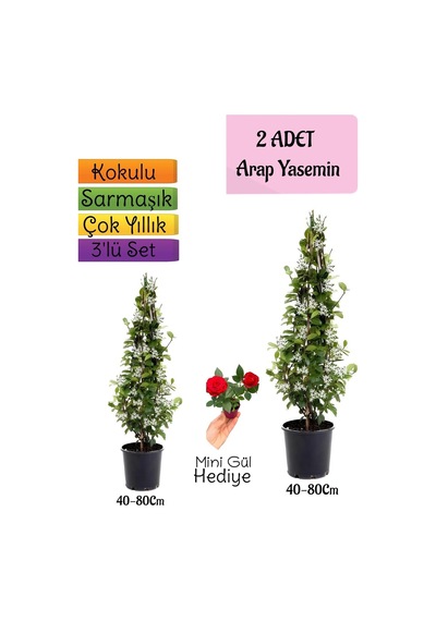 Kokulu 2 Adet Arap Yasemini Fidanı Saksılı+mini Gül Hediye 3'lü Peyzaj Seti