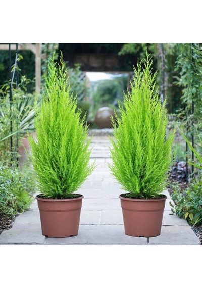 Limon Kokulu Çam Limoni Servi Cupressus Ev Ofis Salon Çamı 25-35 Cm