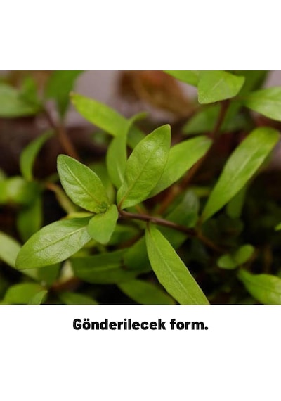 Hygrophila Polysperma Rosanervig Kolay Akvaryum Zemin Bitkisi Canlı Akvaryum Bitkisi