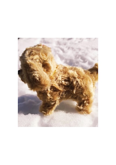 Karamel Renkli Havlayan Yürüyen Pufuduk Pilli Köpek Oyuncak - Peluş Oyuncak Karamel