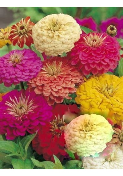 Zinnia Kirli Hanım Karışık Renk Çiçek Tohumu 30 Adet