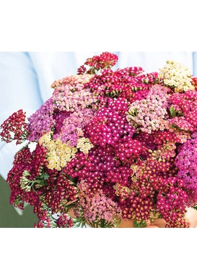 20 Adet Red Shades Yarrow Tohumu