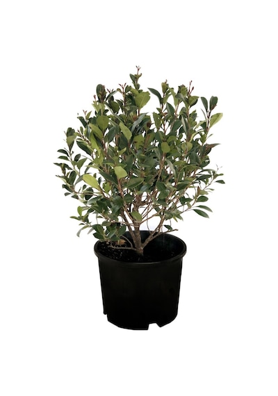 Bodur Alev Çalısı Fidanı photinia Fraseri Nana ‘red Robin’