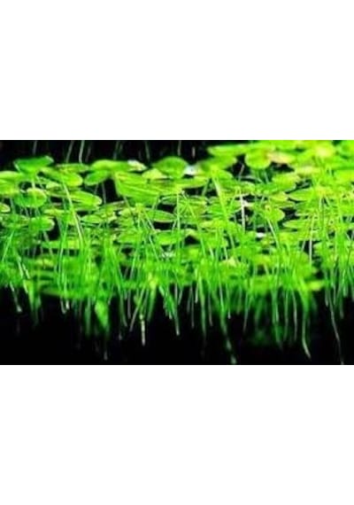 Lemna Minor Su Mercimeği Akvaryum Bitkisi 15 X 15 Cm