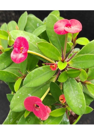 Videolu Pembe Renk Milli Dikenler Tacı Çiçeği Fidanı 15-25 Cm Saksılı Pink Euphorbia