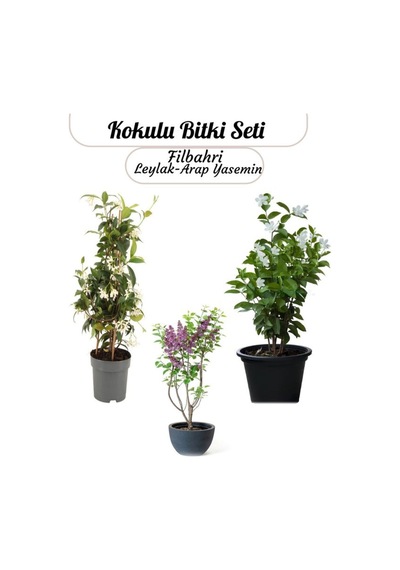 3'lü Kokulu Bahçe Çiçeği Seti Filbahri+ Arap Yasemin +leylak Saksılı