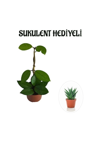 Kadınlar Gününe Özel Beyaz Renk Hoya-mum Çiçeği Sukulent