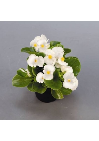 Begonya Begonia Beyaz Renk 30 Adet