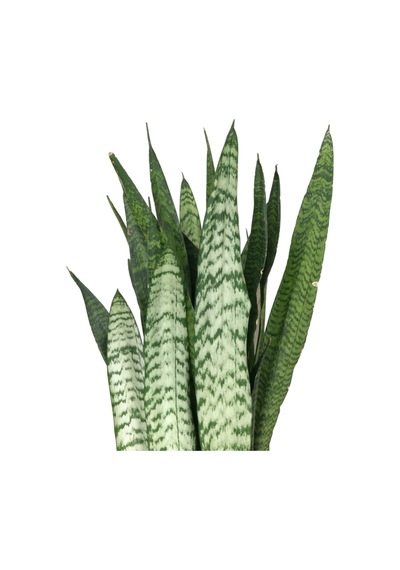 Sansevieria Zeylanica Paşa Kılıcı Ø21 Cm H50-60 Cm