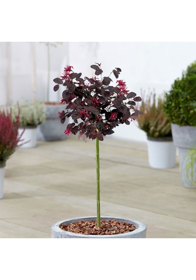 Loropetalum 5 Adet