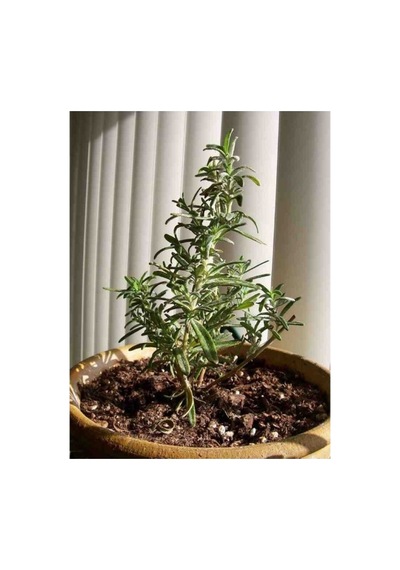 2 Adet Tüplü Biberiye Fidanı 10-20 Cm