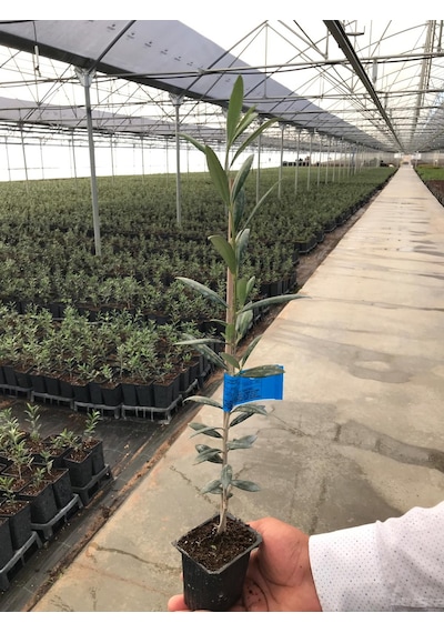 Arbequina Zeytin Fidanı