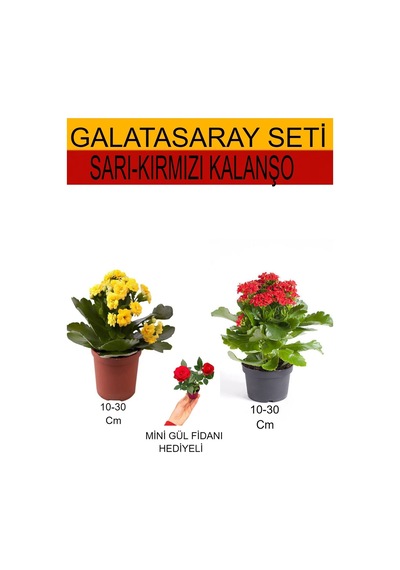 Avantajlı Ürünler 2'li Takım Seti Sarı-kırmızı Kalanşo Kırmızı Gül Fidanı
