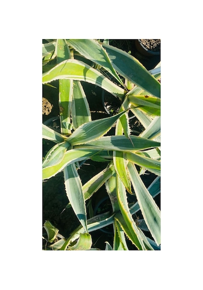 Alacalı Agave Bitkisi