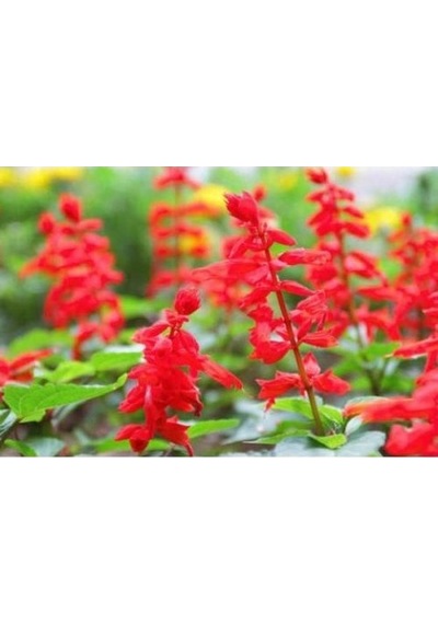 Ateş Çiçeği Salvia Splendens 20 Adet
