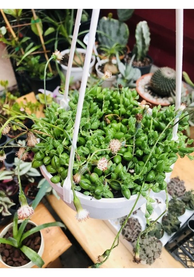 Senecio Rowleyanus Tesbih Çiçeği Askılı Saksıda