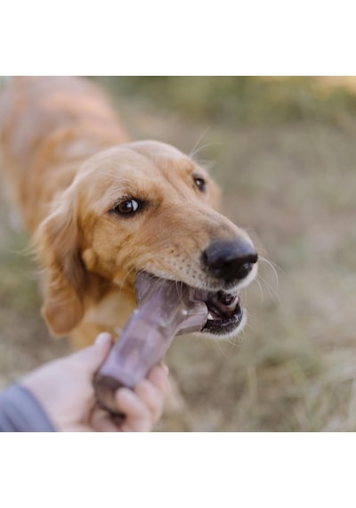 Bark Fetch Dal Köpek Oyuncağı