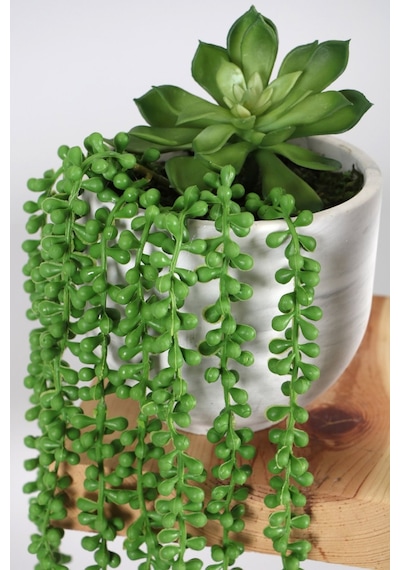 Beton Saksıda Succulentli Sarkan Tesbih Çiçeği 50 Cm Yeşil Yeşil