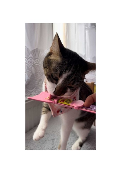 Magıc Spoon Kedi/köpek Krema Ödül Maması Yedirme Kaşığı Kolay Kaşık 3 Lü