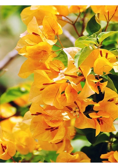 Sarı Begonvil Çiçeği Fidanı 50 Cm Saksılı/tüplü Dış Mekan Sarmaşık Bitkileri Yellow Begonia