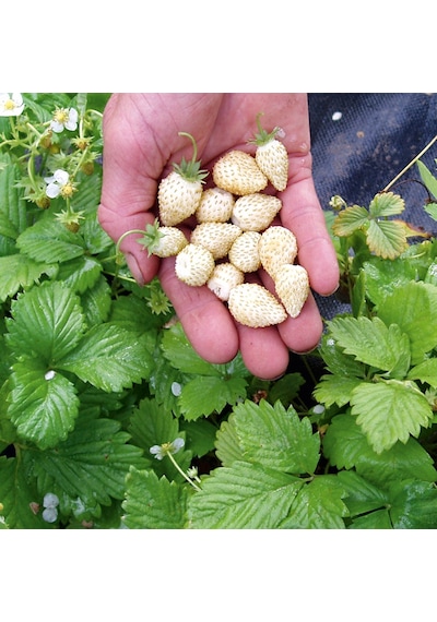 Beyaz Çilek Pineberry Fidesi 3 Adet