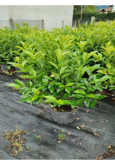 Kartopu Viburnum Lucidum 4 Adet 80-100 Cm Saksılı Dış Mekan Bahçe Peyzaj Çit Bitkisi