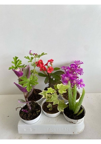 6'lı Bitki Seti Telgraf+ıtır+hedera+kırmızı Milli Dikenler Tacı+aleovera+mezem