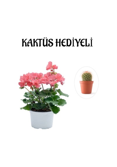 Hediyelik Toz Pembe Sardunya Çiçeği Sevgililer Gününe Özel Kaktüs Hediyeli