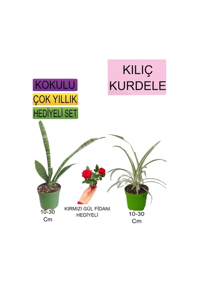 3'lü Set Tek Dikim Kılıç+kurdele Çiçeği+hediyelik Kırmızı Gül Fidanı