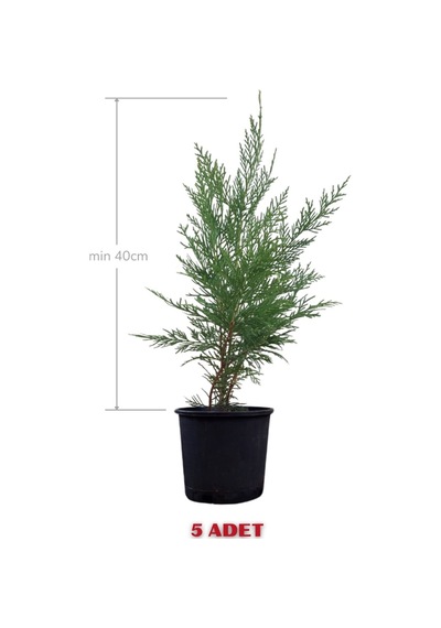 Melez Servi Leylandi Fidanı 40 Cm X 5 Ad