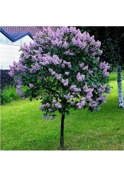 Leylak Çiçeği Fidanı Kokulu Tüplü 30-50 Cm