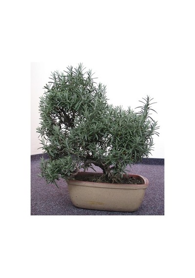Biberiye Bonsai Ağacı 10 Tohum Saksı Toprak Seti