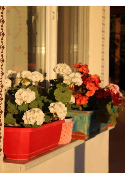 Videolu Beyaz Sardunya 10 30 Cm 1 Adet Saksılı Çiçekli Bodur Bitki Geranium