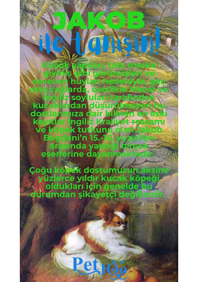 Petjoo 8.Jakob Mavi-Yeşil Qr'lı Köpek Künyesi