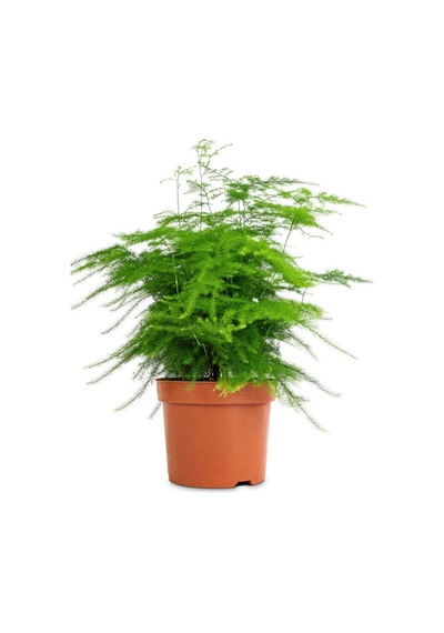 Kuşkonmaz Tül Çiçeği Asparagus Setaceus 1 Adet Saksılı 15-30cm