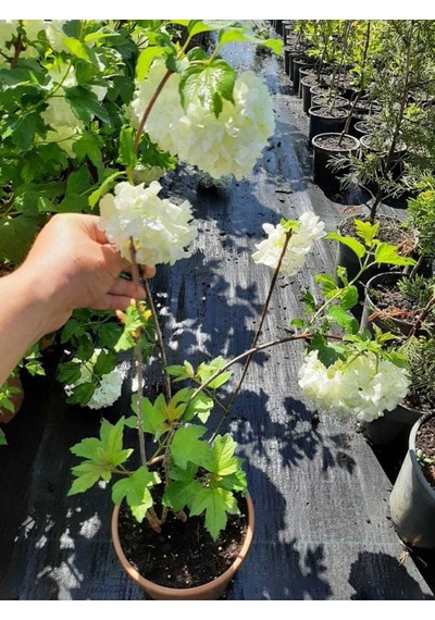 Kartopu Çiçeği 1 Adet +hedera Helix 1 Adet+sarı Gazanya Hediye Saksılı Bahçe Seti