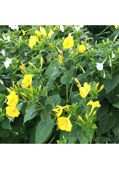 Yellow Sarı Rüya Akşam Sefası Çiçeği Tohumu 20 Tohum