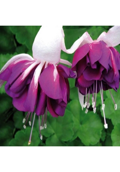 Xxl Çiçekli Katmerli Marbeller Double White Purple Küpe Çiçeği Fidesi 1 Adet