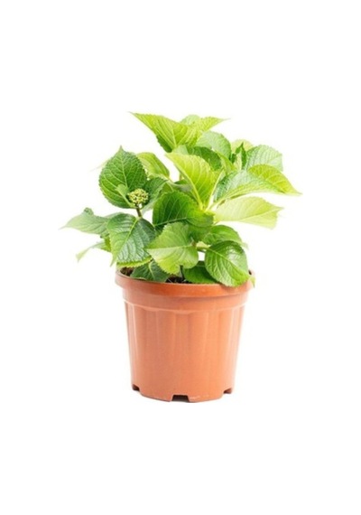 Pudra Pembe Renk Canlı Ortanca Çiçeği Fidanı 10-20 Cm