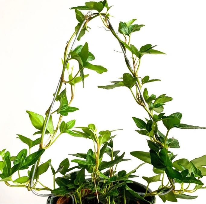 Hedera Helix Sarmaşık Bitkisi Fidanı 10-20 Cm