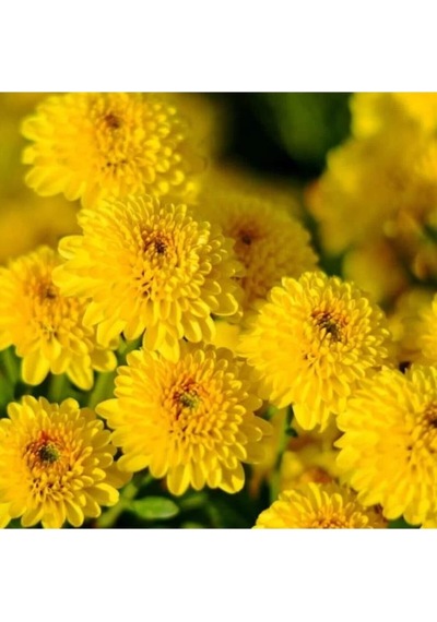 Kasımpatı Saksı Da Krizantem Chrysanthemum Sarı Renk