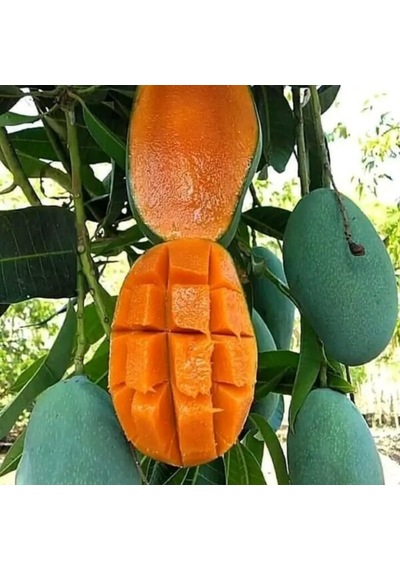 Aşılı Keo Mango Fidanı - 2 Yaş - Tüplü 60-70 Cm - En Erken Meyve Veren Verimli Egzotik Çeşit