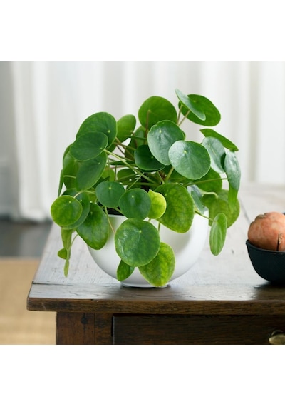 Pilea Çiçeği - Çin Para Bitkisi 5787