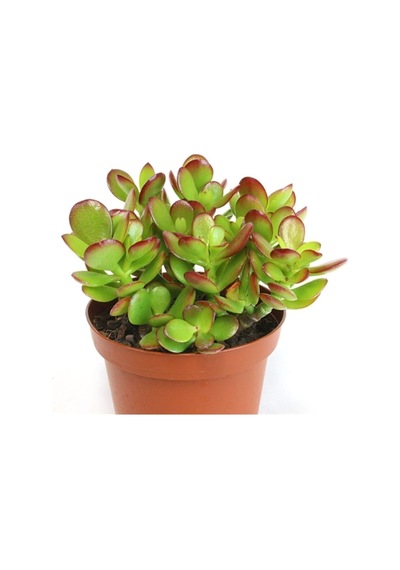 Nura Botanik Crassula Ovata, Para Çiçeği, Şans Agaçı Large