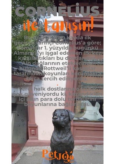 Petjoo 20.Cornelius Turuncu-Gri Qr'lı Köpek Künyesi