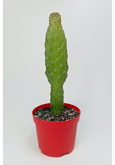 Consolea Rubescens İnce Uzun Kaktüs Özel Tür Yassı Sütun 8.5 Cm K