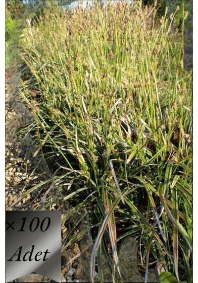 Sarı Carex Bitkisi x 100 adet