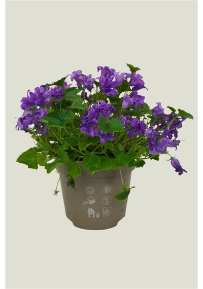 Maviş Çiçeği | Campanula Fidanı