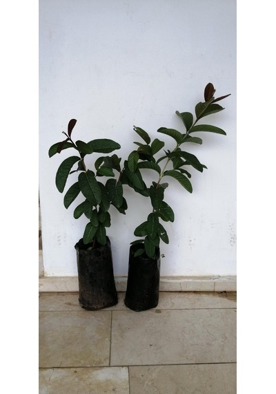 3 Yaşında Tüplü Fidan Guava Fidanı